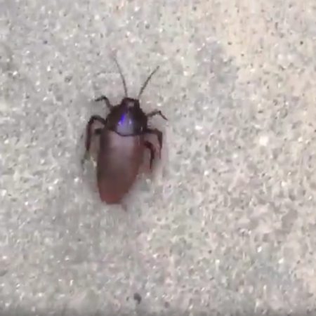 Видеообзор: инфракрасный таракан.