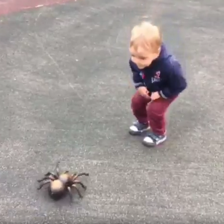 Видеообзор: Инфракрасный паук.